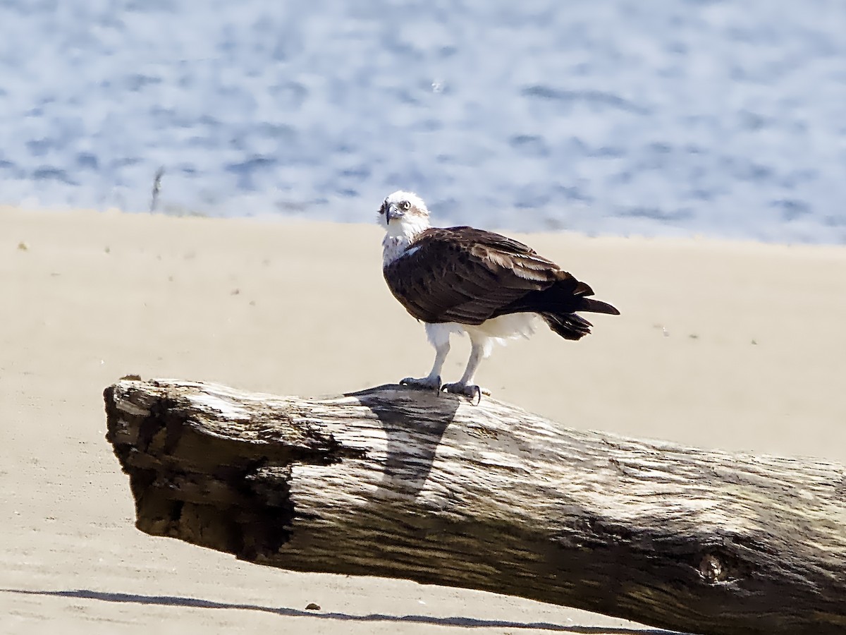 Osprey - ML624211688