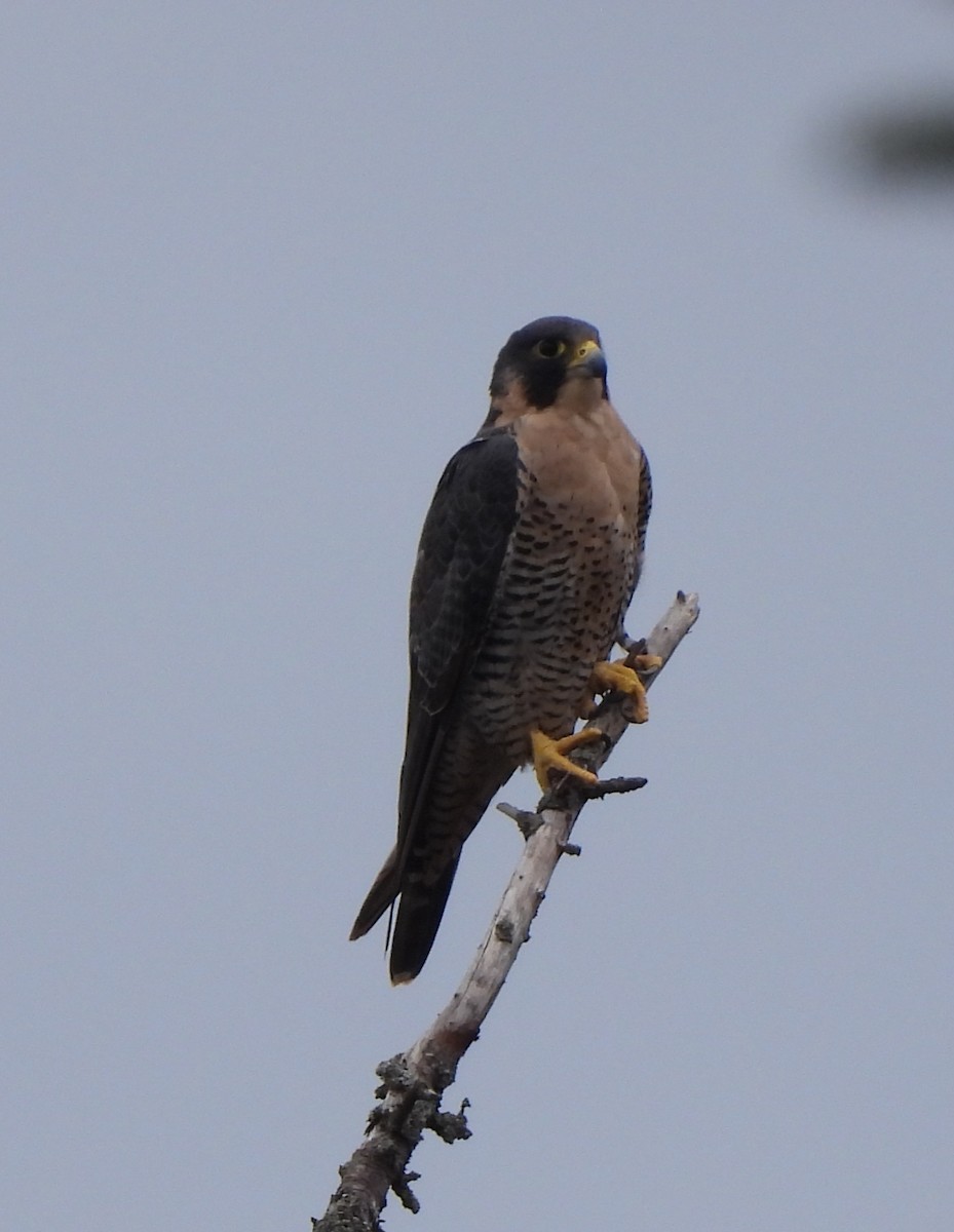 Peregrine Falcon - ML624211690