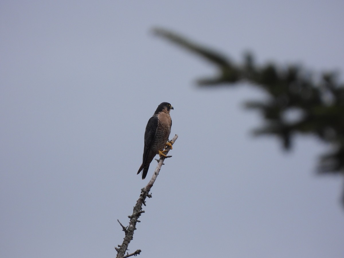 Peregrine Falcon - ML624211691