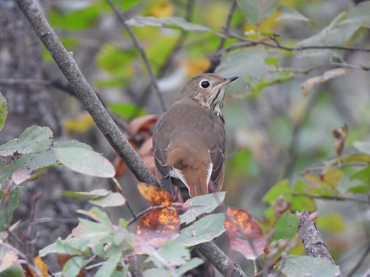 Hermit Thrush - ML624211693