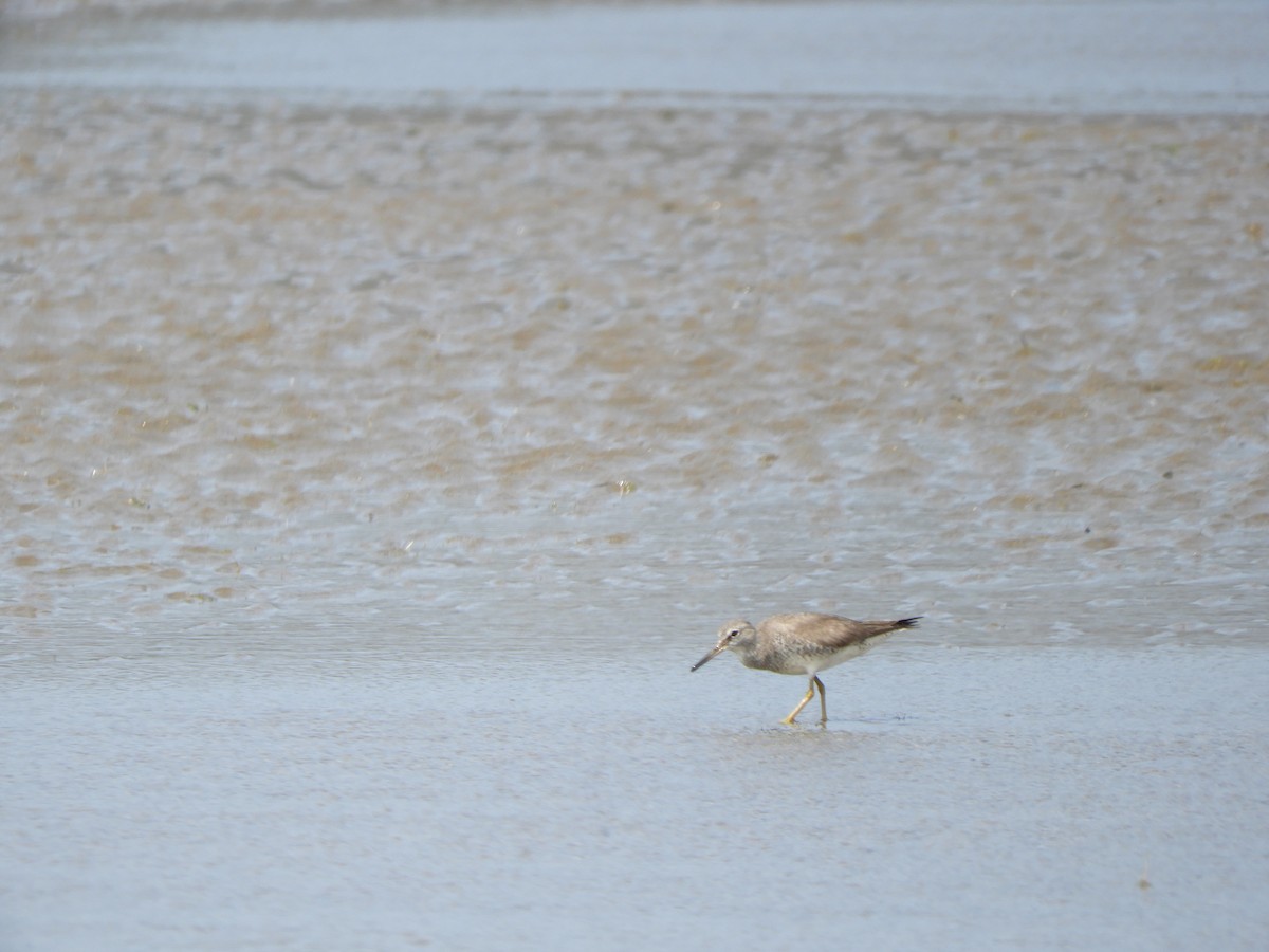 Gray-tailed Tattler - ML624211701