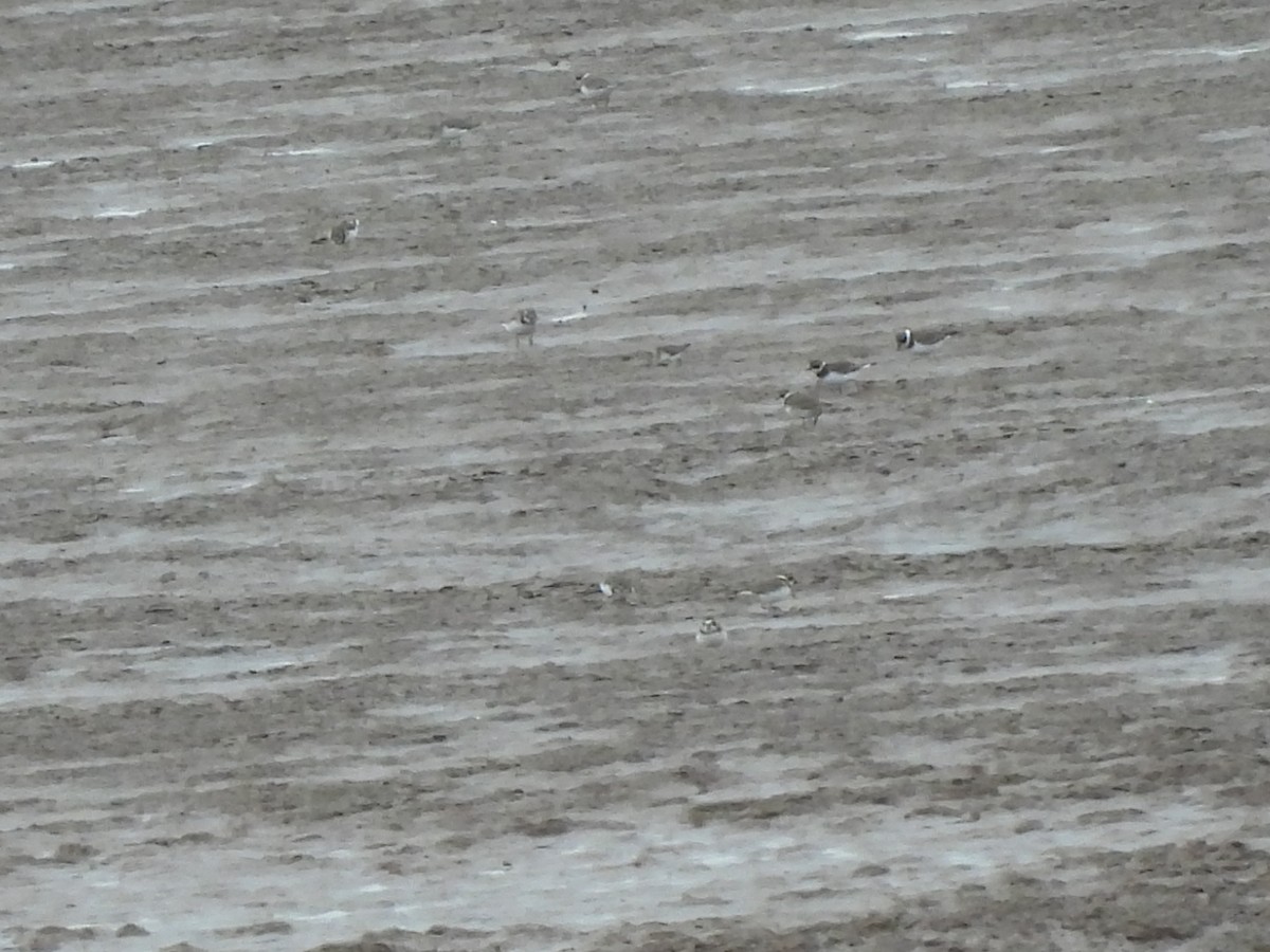 Semipalmated Plover - ML624211703