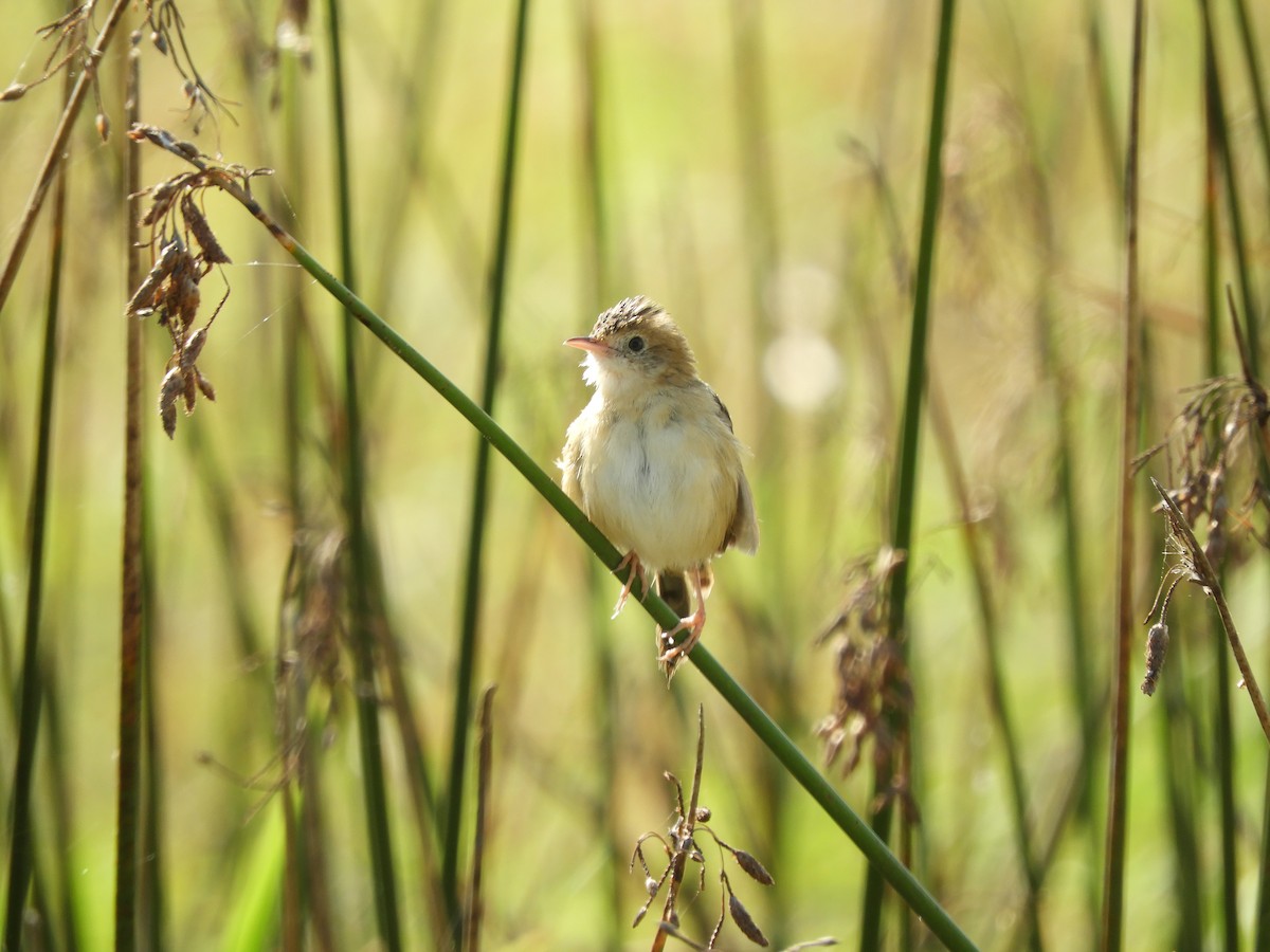 Golden-headed Cisticola - Pippy Birds