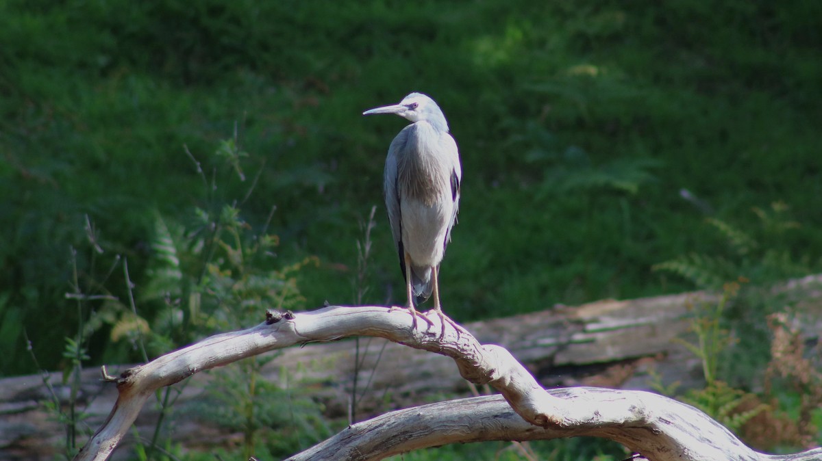 White-faced Heron - ML624211749