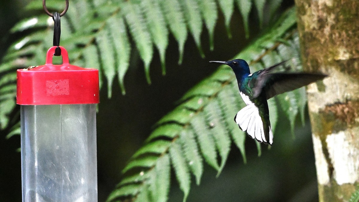 White-necked Jacobin - praveen Rao koli