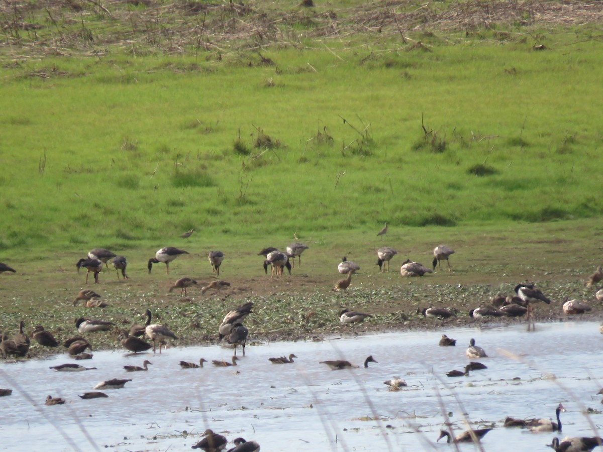 Little Curlew - Josh Magro