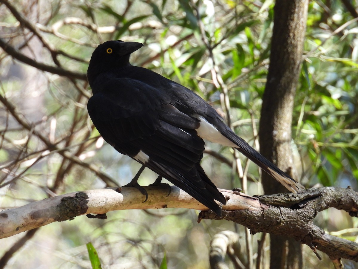 Pied Currawong - ML624211755