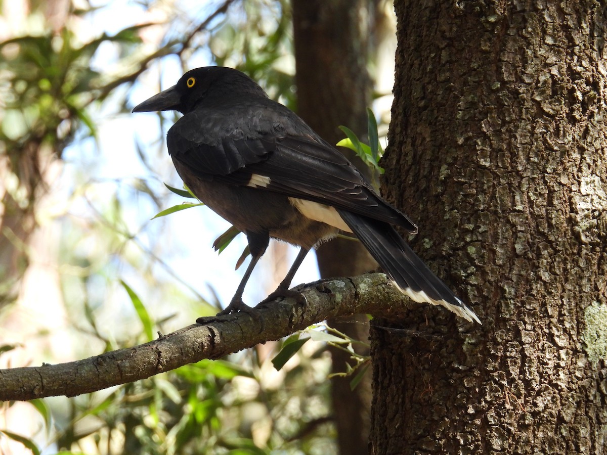 Pied Currawong - ML624211756