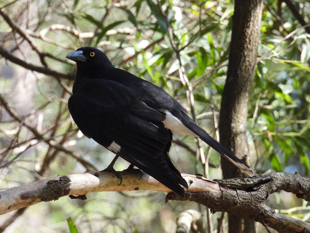 Pied Currawong - ML624211757