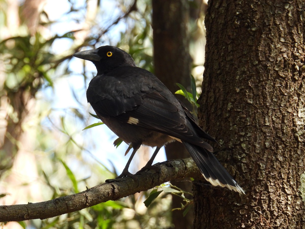 Pied Currawong - ML624211758