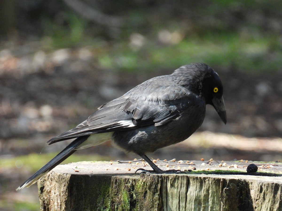 Pied Currawong - ML624211759