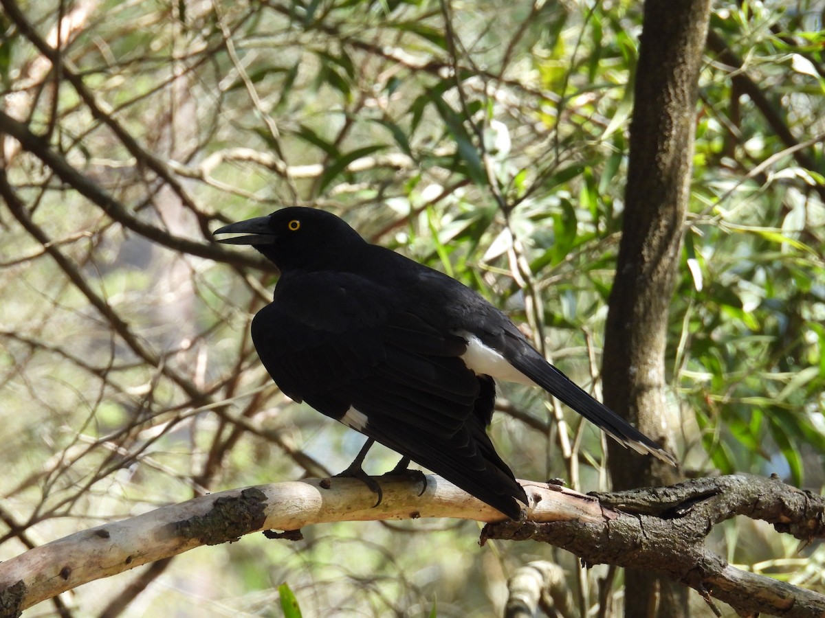 Pied Currawong - ML624211760