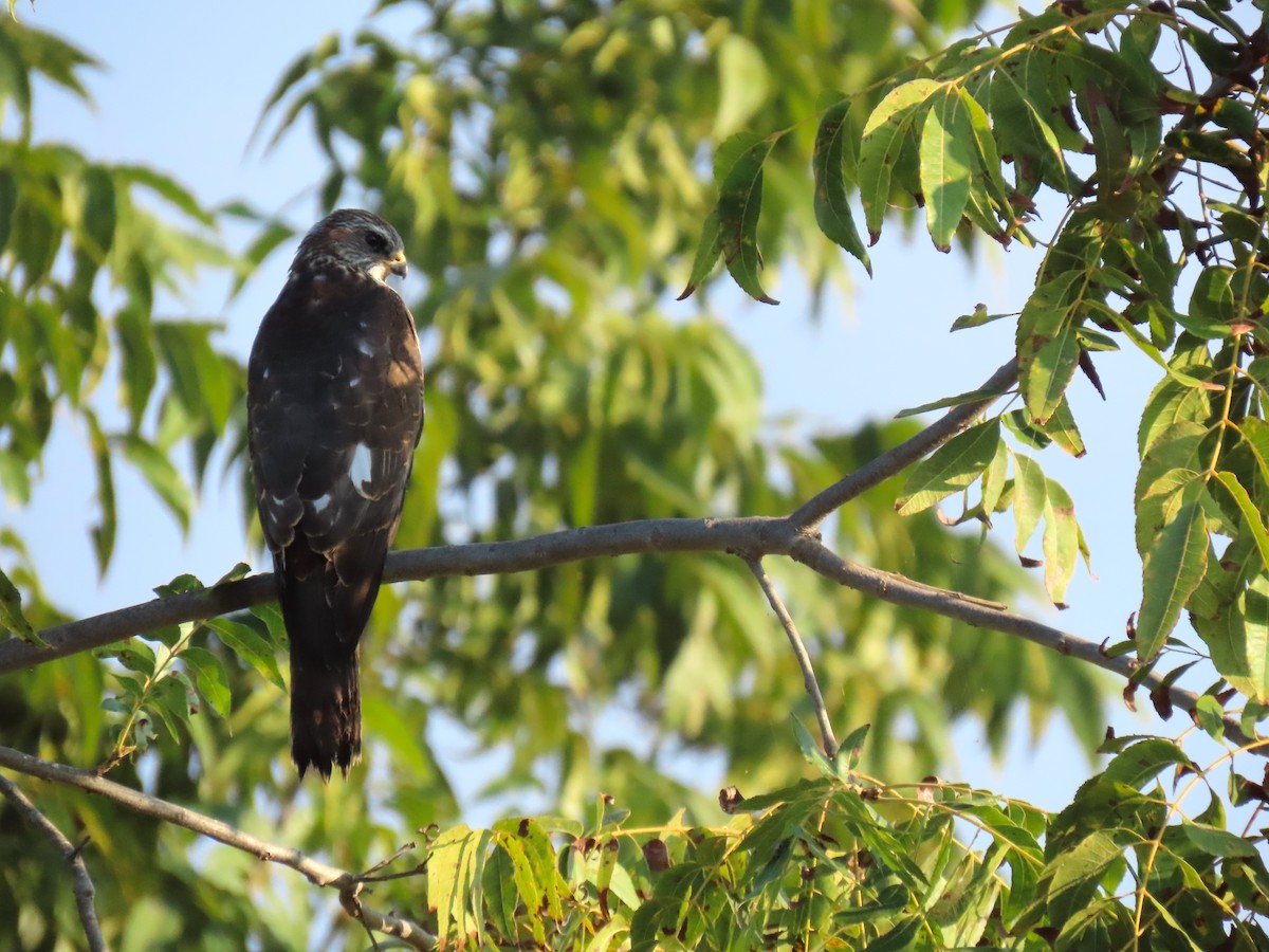 Levant Sparrowhawk - Daniel Melamed