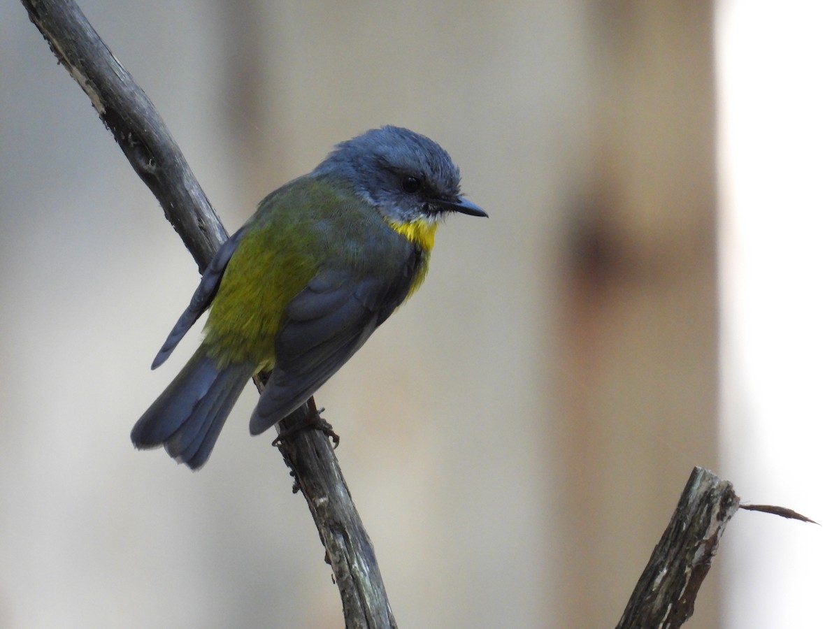 Eastern Yellow Robin - ML624211787