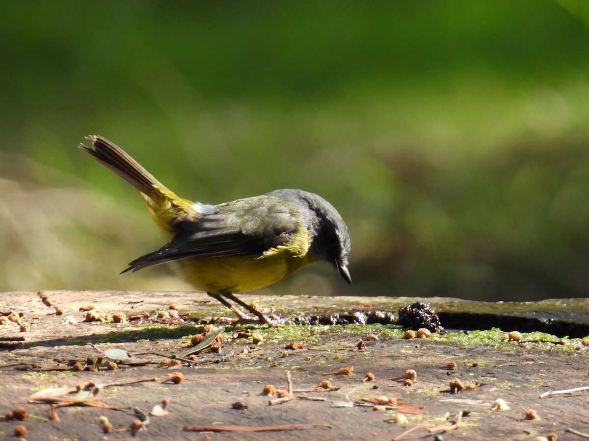 Eastern Yellow Robin - ML624211788