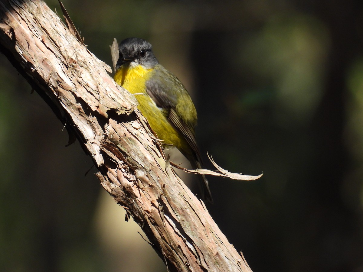 Eastern Yellow Robin - ML624211789