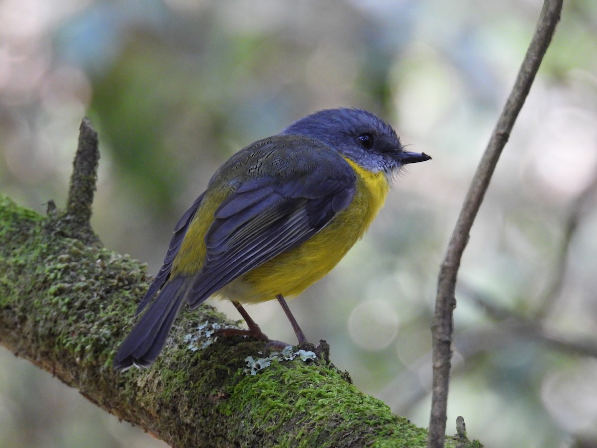 Eastern Yellow Robin - ML624211790