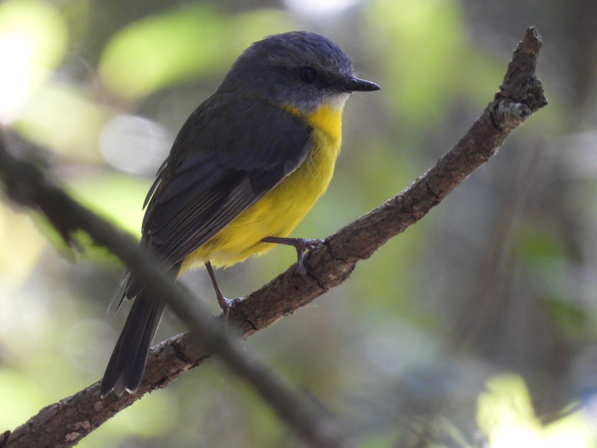 Eastern Yellow Robin - ML624211791