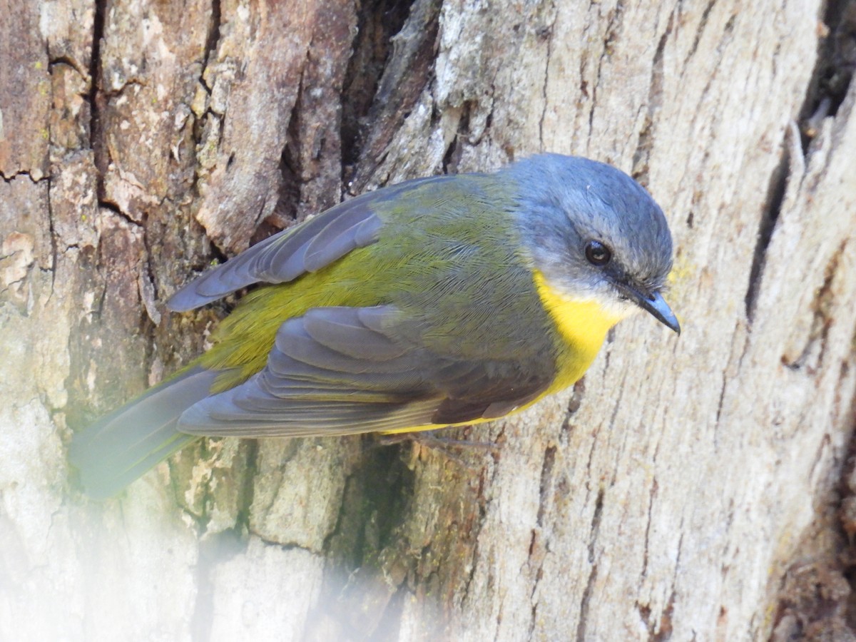 Eastern Yellow Robin - ML624211792