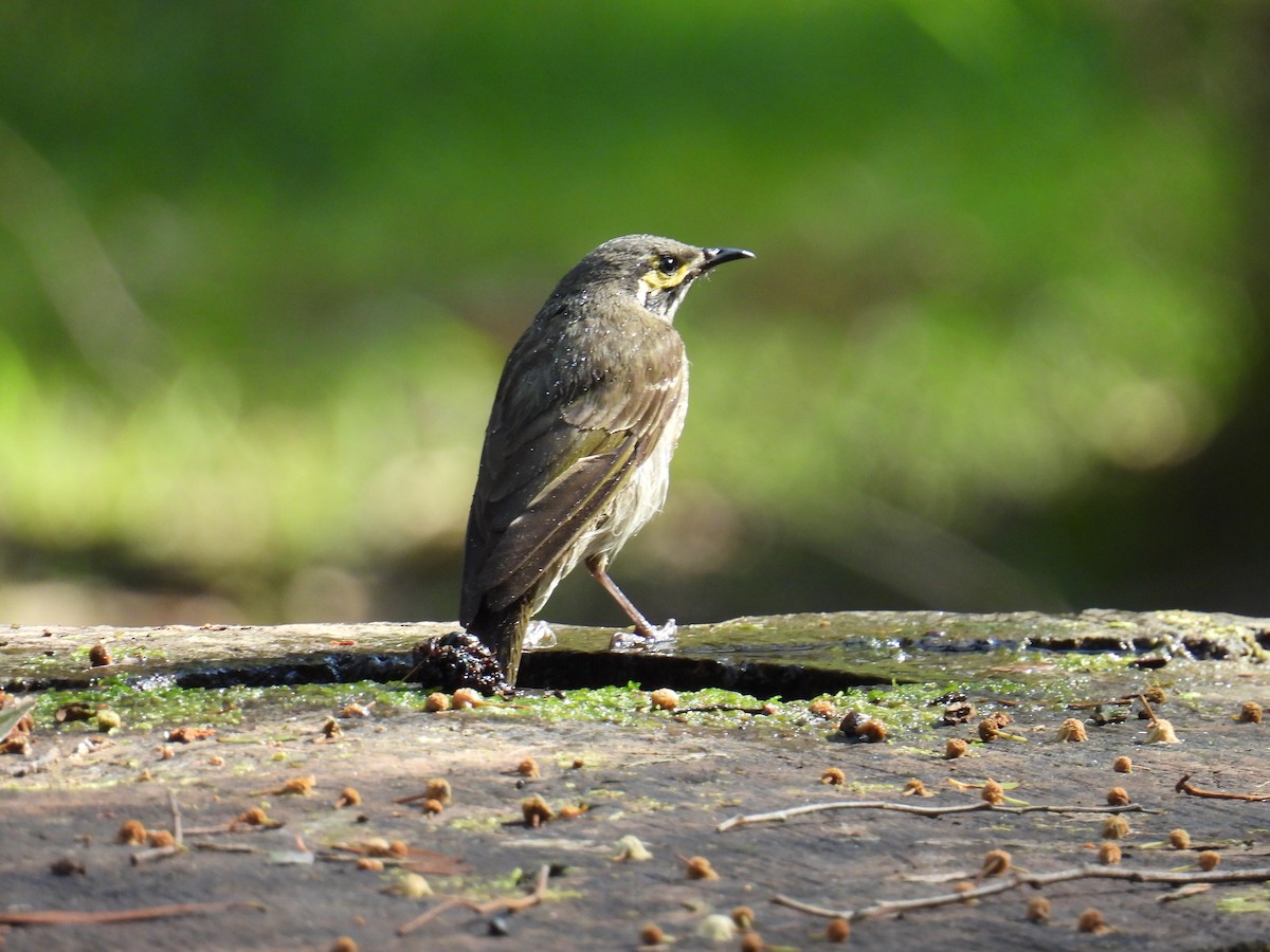 Yellow-faced Honeyeater - ML624211798