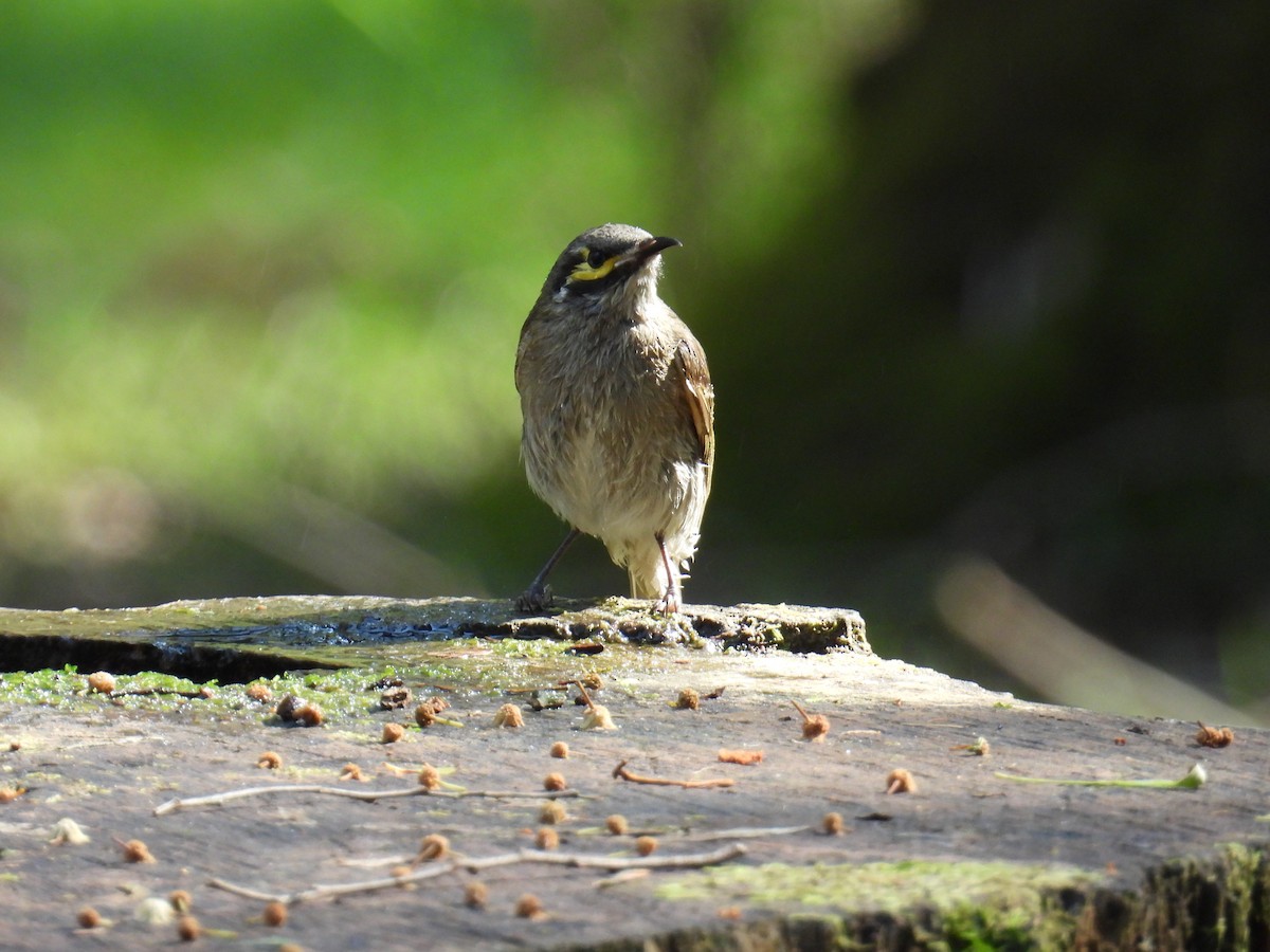 Yellow-faced Honeyeater - ML624211799