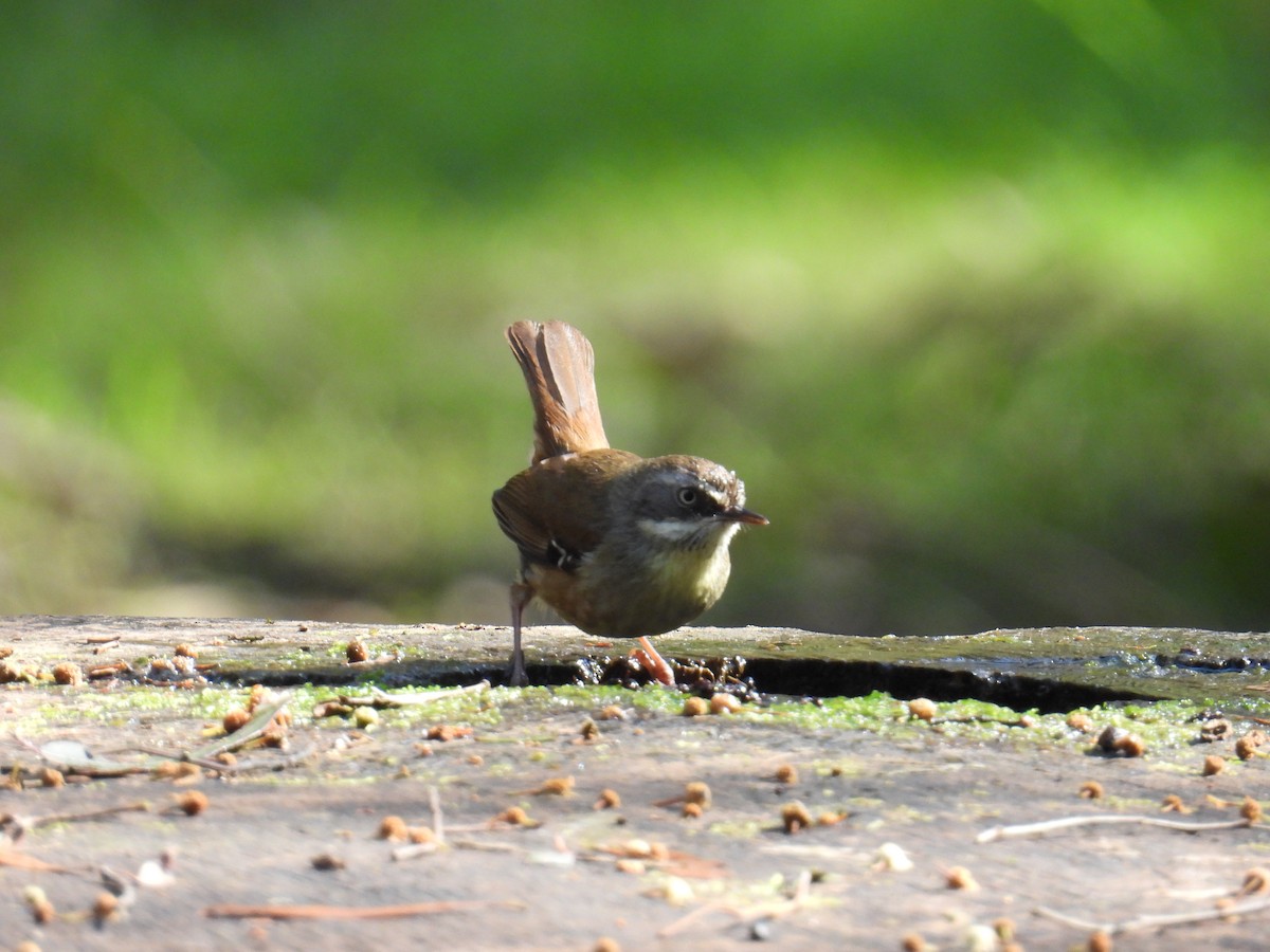 Weißbrauensericornis - ML624211803