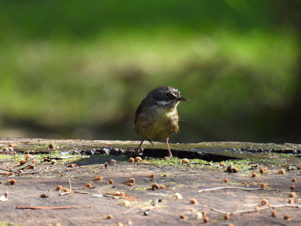 White-browed Scrubwren - Kerry Vickers