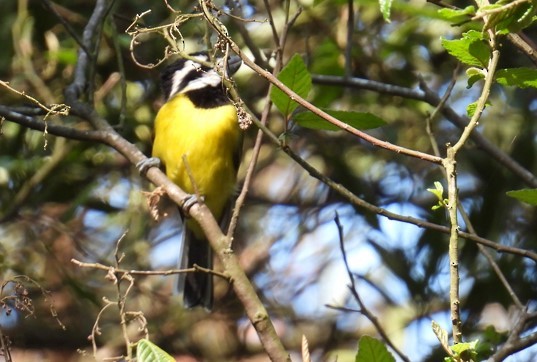 Eastern Shrike-tit - ML624211818