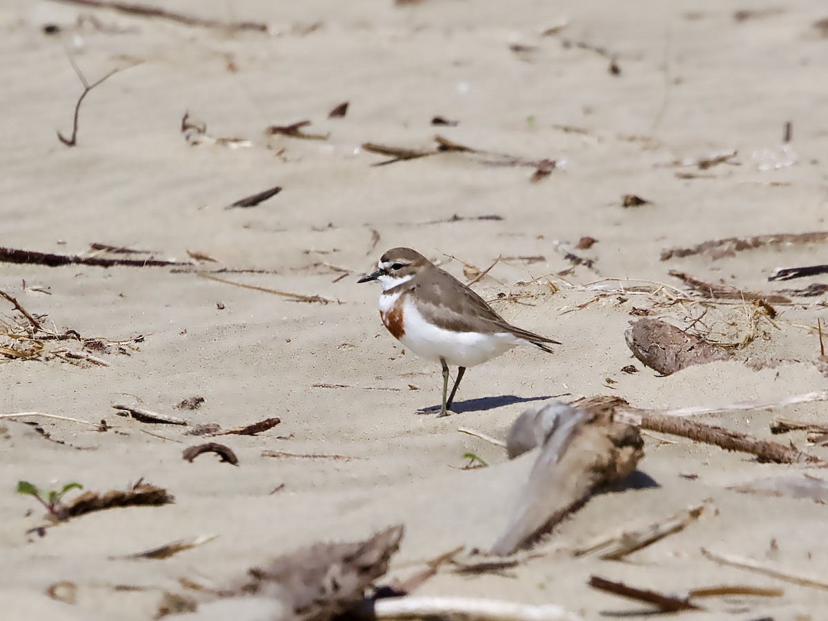 Double-banded Plover - ML624211819