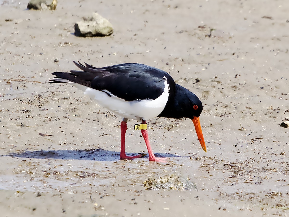 Pied Oystercatcher - ML624211822