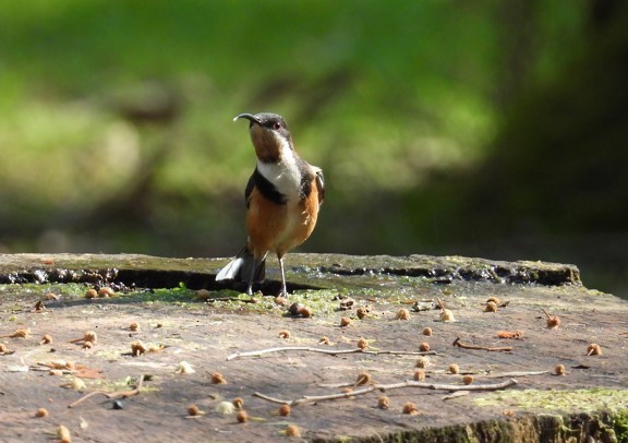 Eastern Spinebill - ML624211828