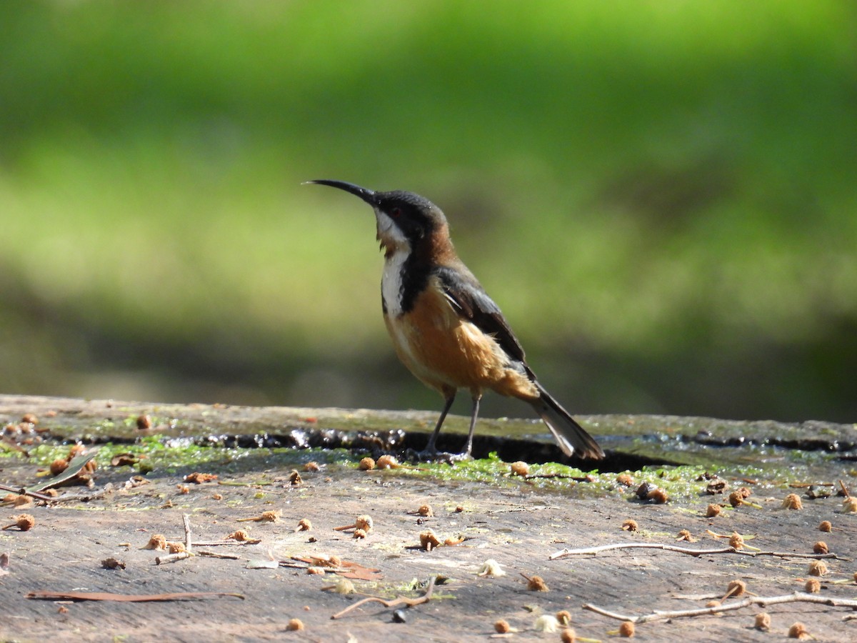 Eastern Spinebill - ML624211829