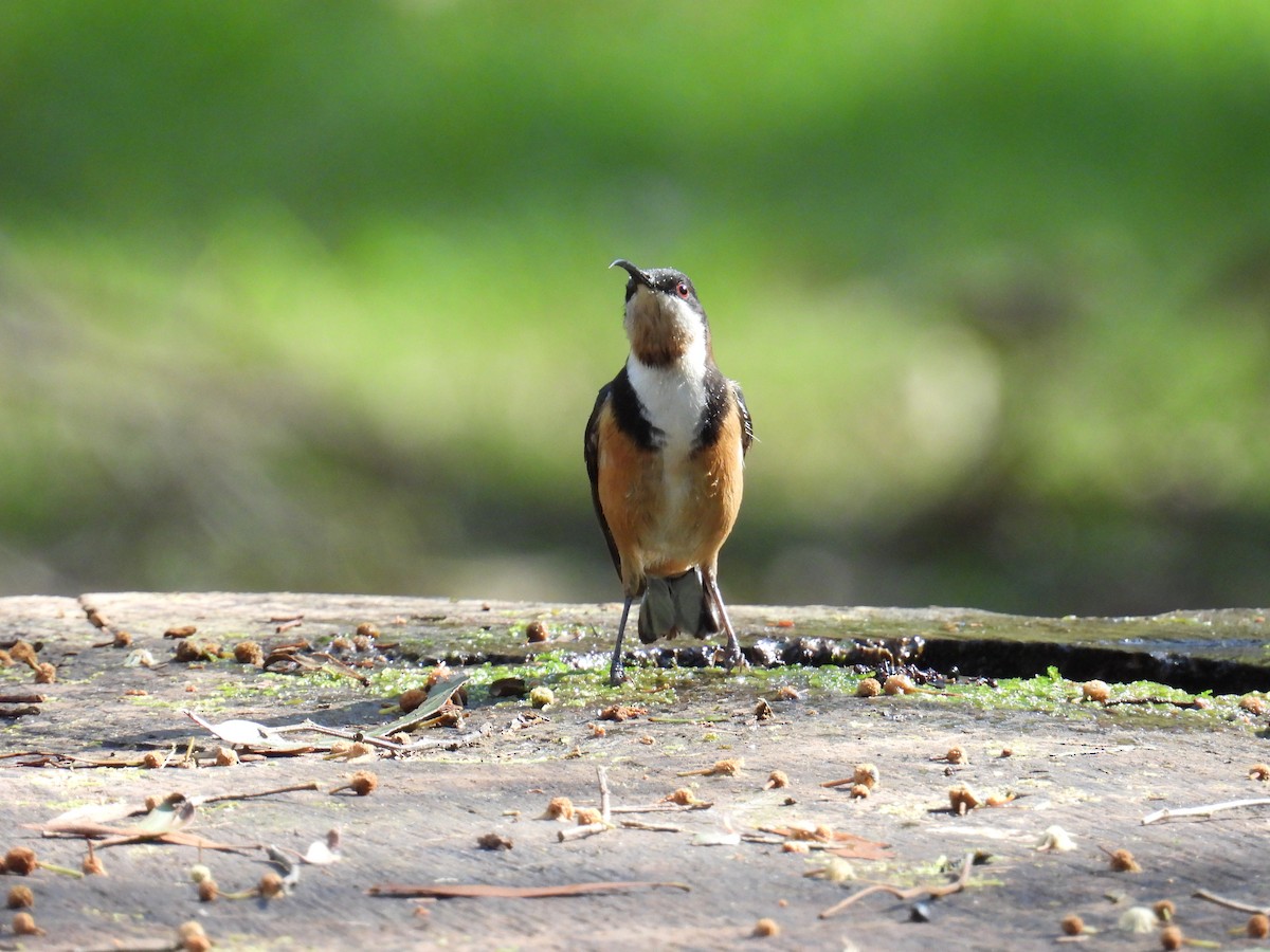 Eastern Spinebill - ML624211830