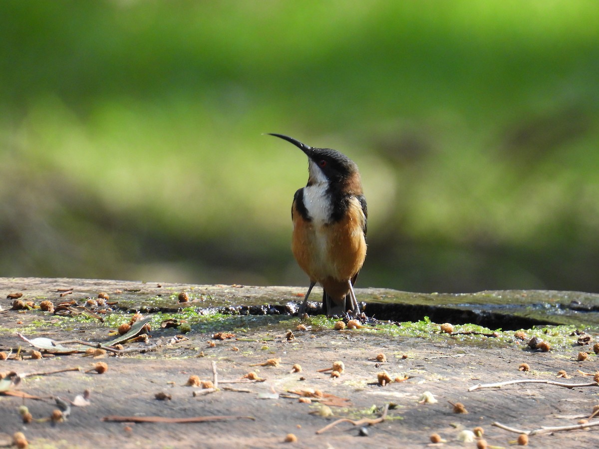 Eastern Spinebill - ML624211831