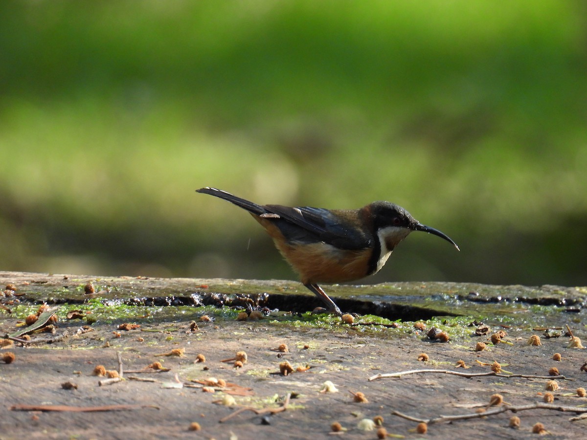 Eastern Spinebill - Kerry Vickers