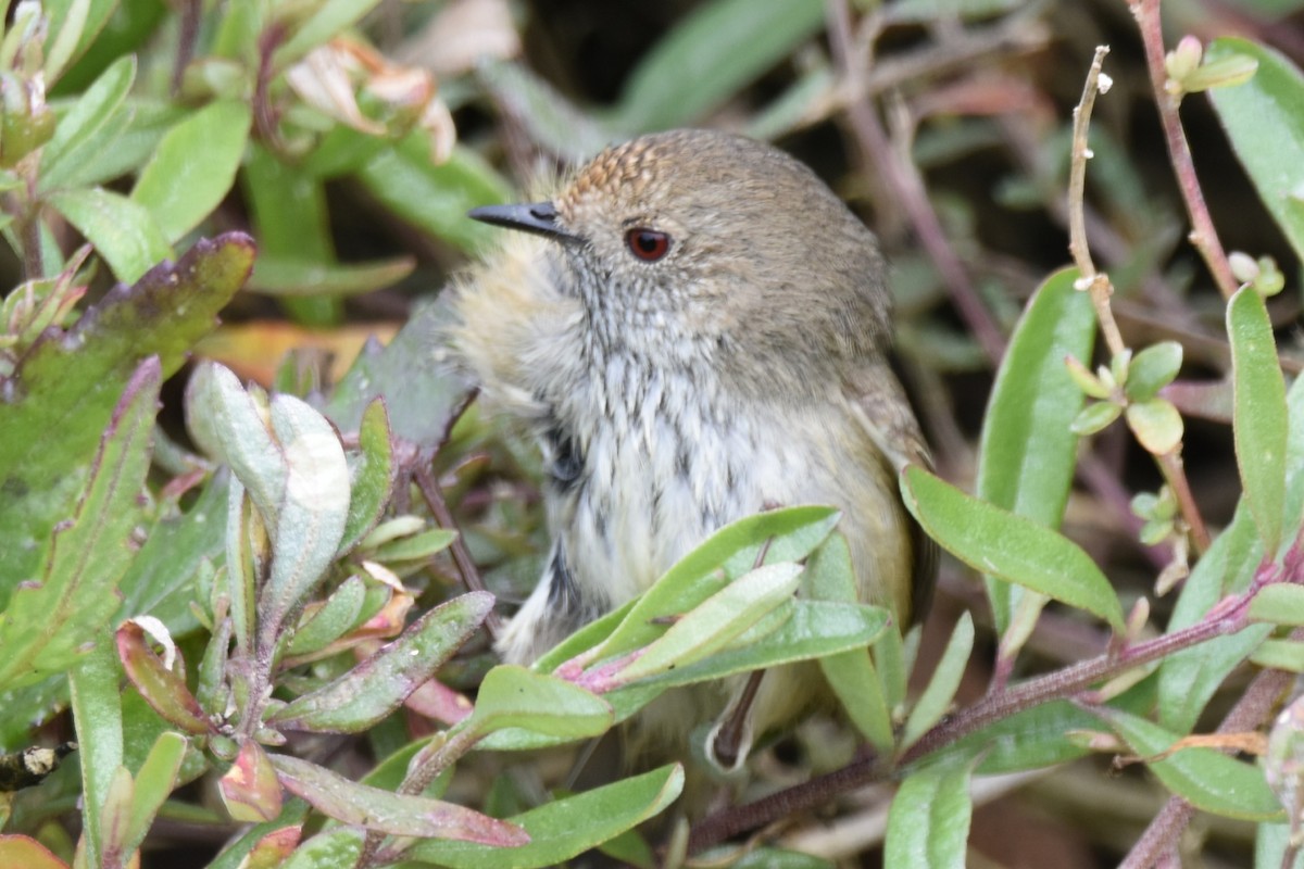 Brown Thornbill - ML624211836