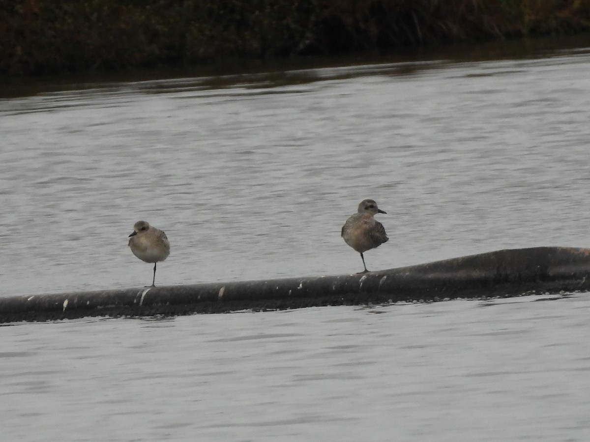 Black-bellied Plover - ML624211852