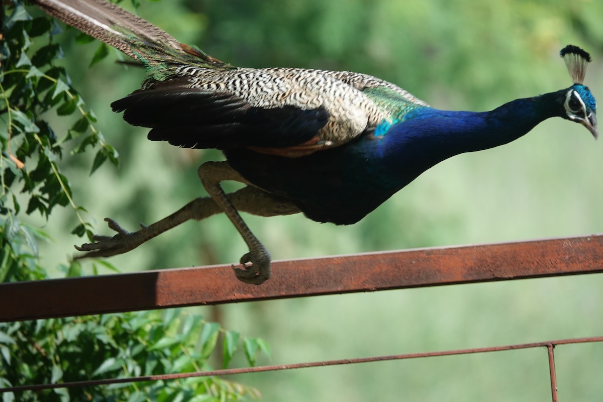 Indian Peafowl - ML624211853