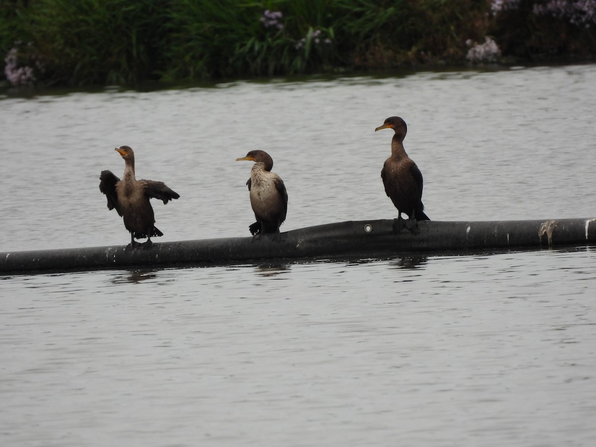 Double-crested Cormorant - ML624211856