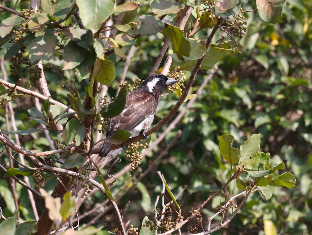 Weißohr-Bartvogel - ML624211862