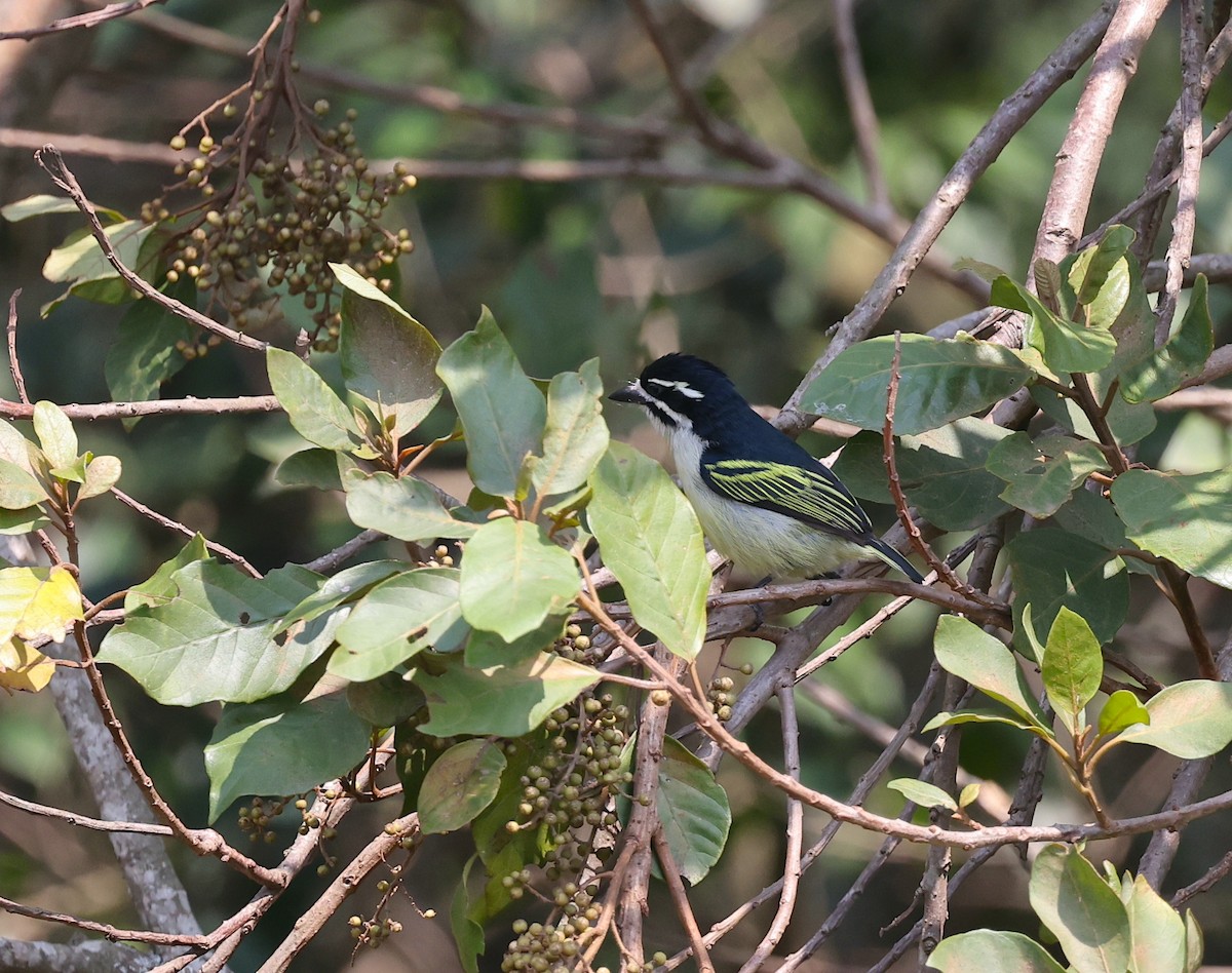 Goldbürzel-Bartvogel - ML624211864