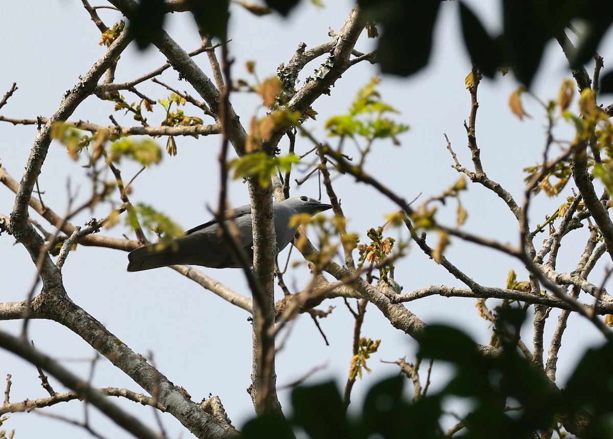 Gray Cuckooshrike - ML624211868