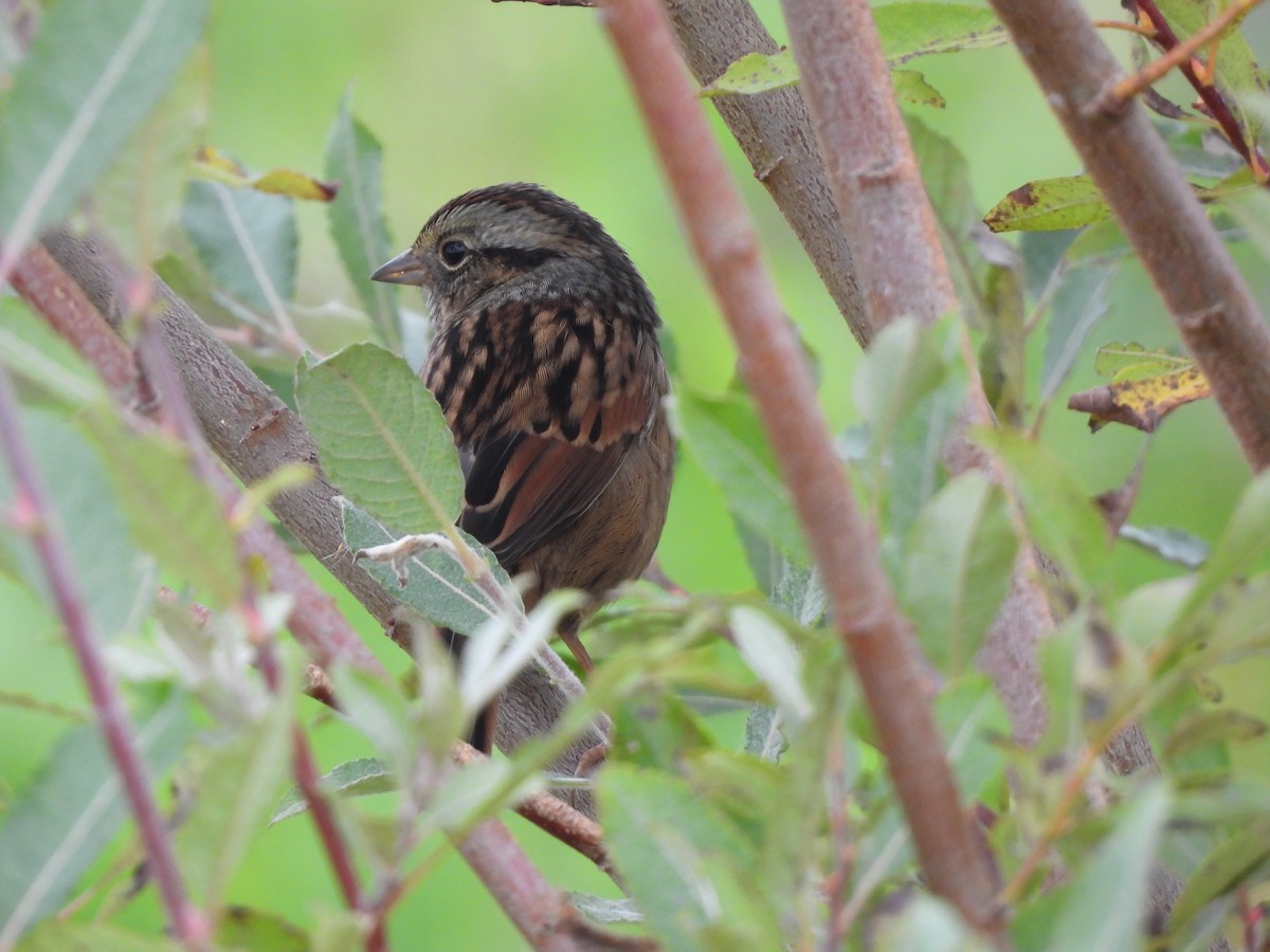 Swamp Sparrow - Rhonda Langelaan