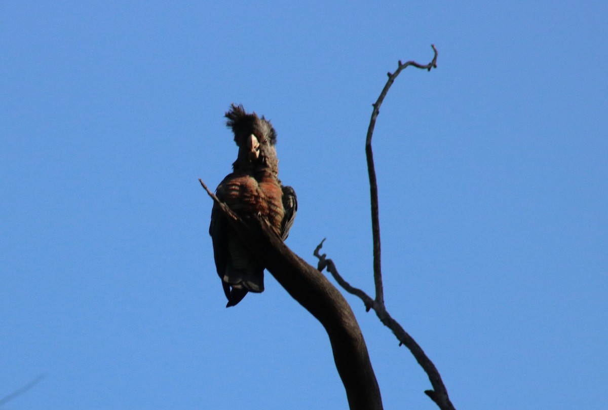 Gang-gang Cockatoo - Roger McCart