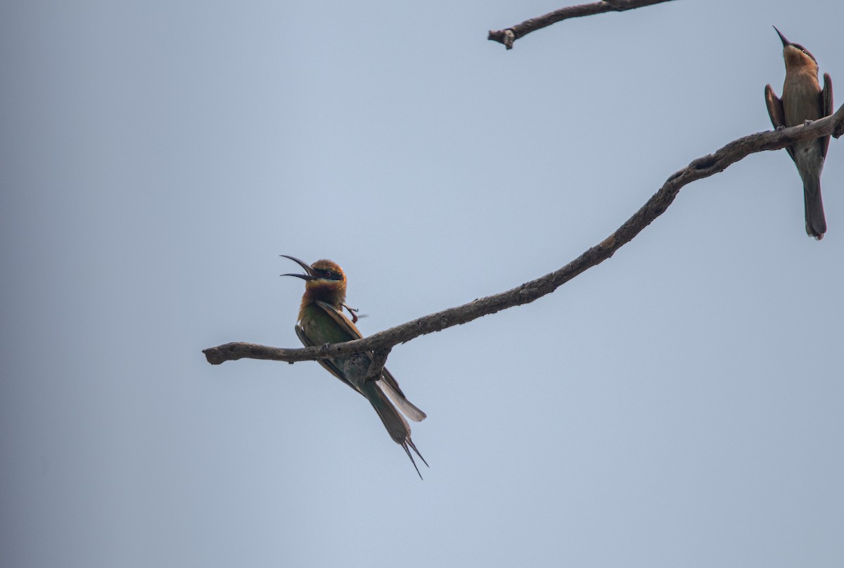 Blue-tailed Bee-eater - ML624211908