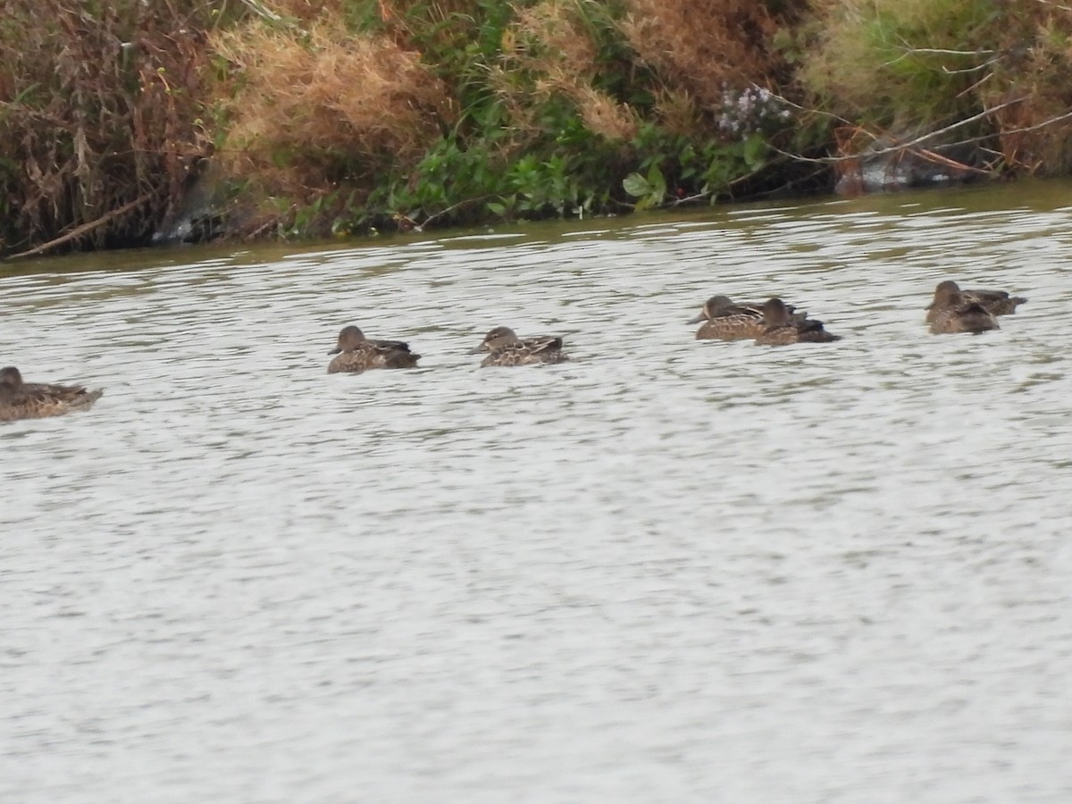 Blue-winged Teal - ML624211912