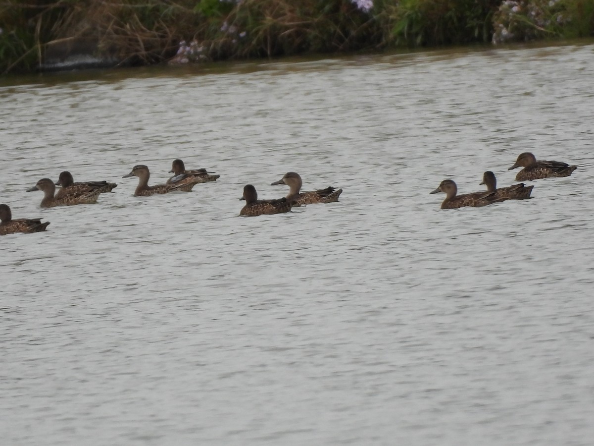 Blue-winged Teal - ML624211913