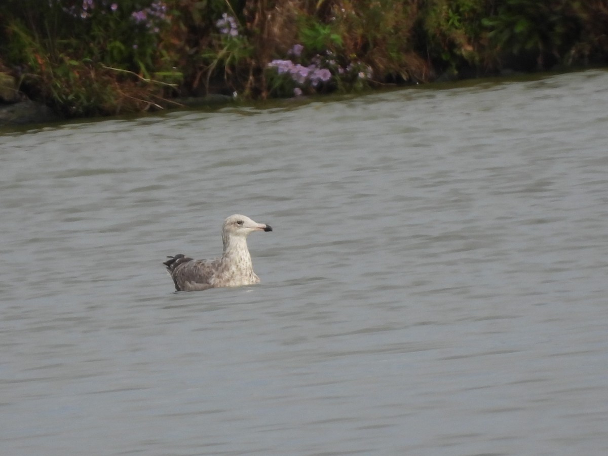 Herring Gull - ML624211924