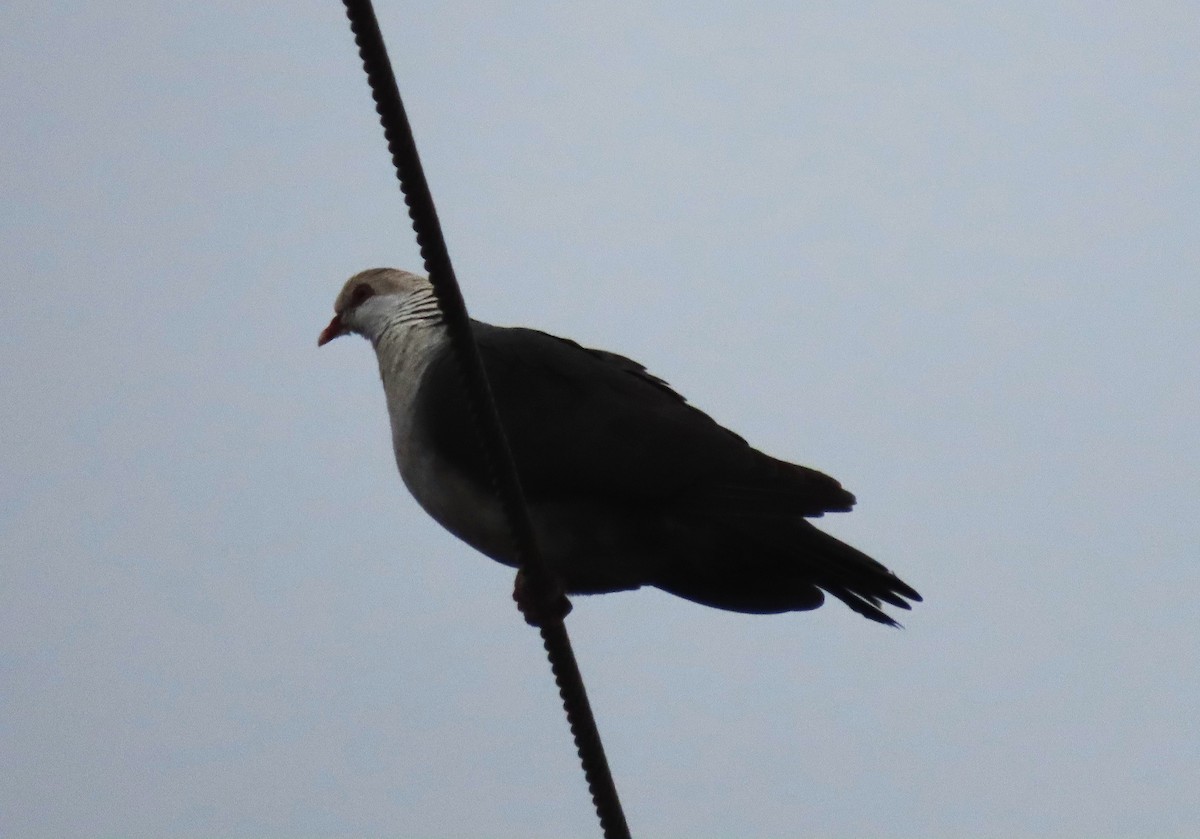 White-headed Pigeon - ML624211925