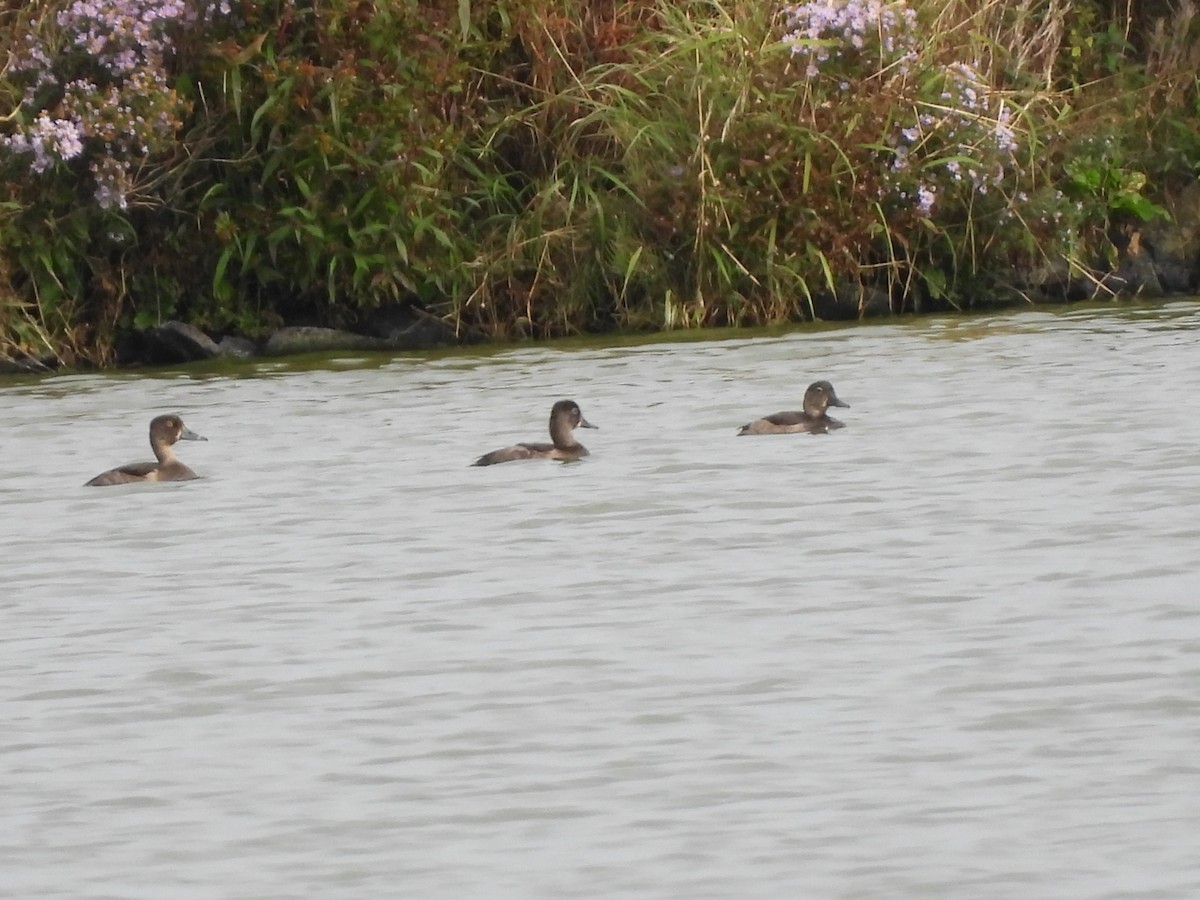 Ring-necked Duck - ML624211928